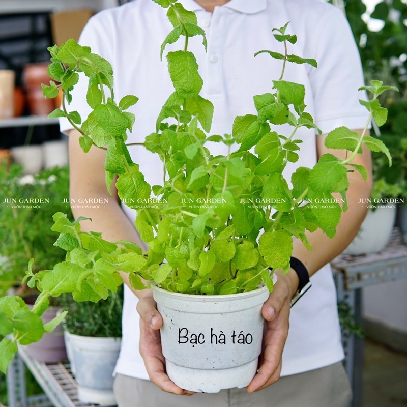 Combo 10 Loại Bạc Hà Dùng Pha Chế Các Loại Thức Uống, Salad, Làm Bánh Và Nhiều Công Dụng Khác - Jun Garden