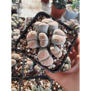 [VIP] Sen Mông, Lithops nhiều đầu
