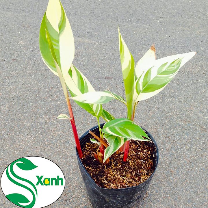 Cây Chuối Kiểng Cẩm Thạch Sân Vườn