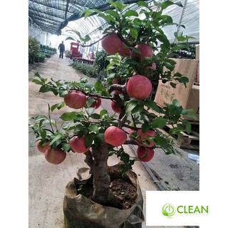 Hạt giống Táo Đỏ Lùn (15 hạt)