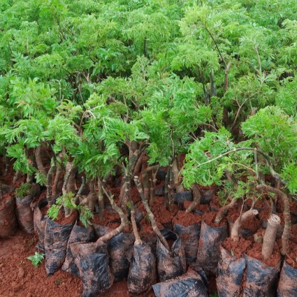 Cây giống đinh lăng nếp, đinh lăng nếp (30cm) - hocviennongnghiep.vn