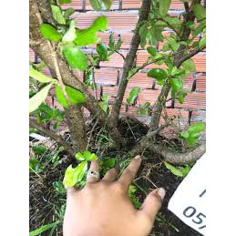 Cây sơri Thái Lan bầu to cao 100cm.