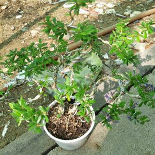 Linh Sam Bonsai mini ( để bàn )