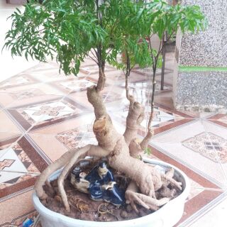 Đinh Lăng Bonsai