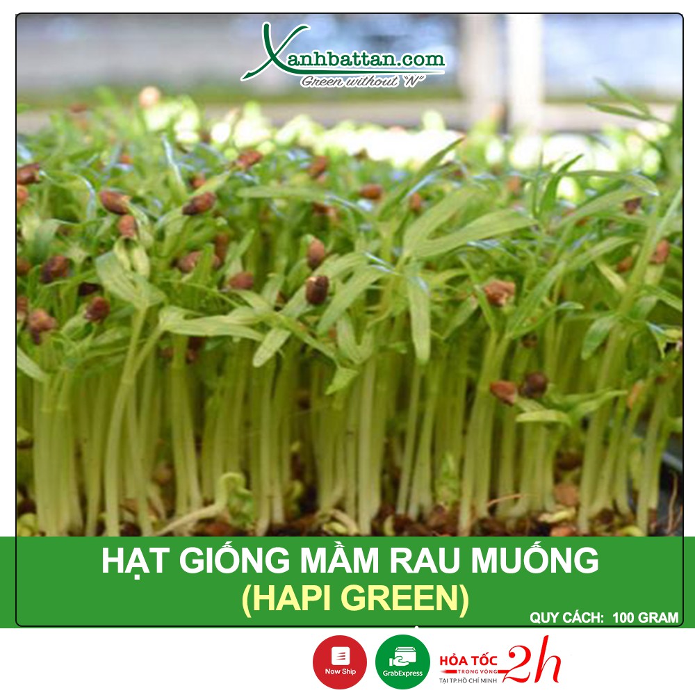 Hạt Giống Mầm Rau Muống Sprouting Radish Hapi Green Gói 100 Gram