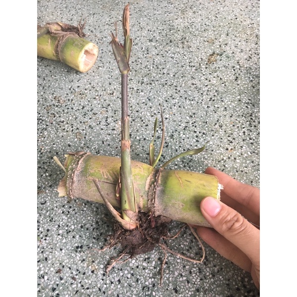 Mía tây giống 3 đoạn