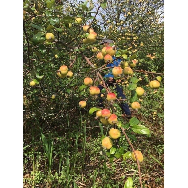 Táo mèo rừng bán từ 5kg