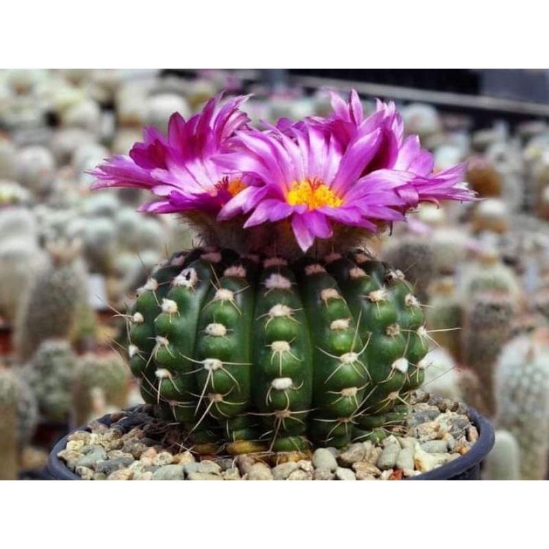 Xương Rồng Noto - Hoa Tím - Size chậu 9cm