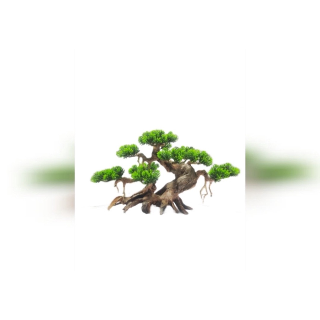 Bonsai Tùng Để bàn để hồ cá hay để khay trà - Nhiều size.