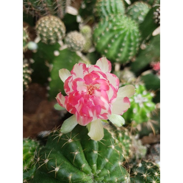Xương rồng Lobivia Bicolor