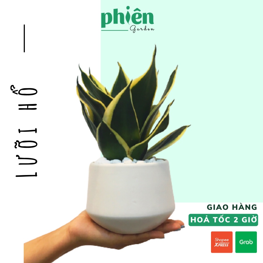 Cây Lưỡi Hổ Thái mini để bàn kèm Chậu gốm tráng men