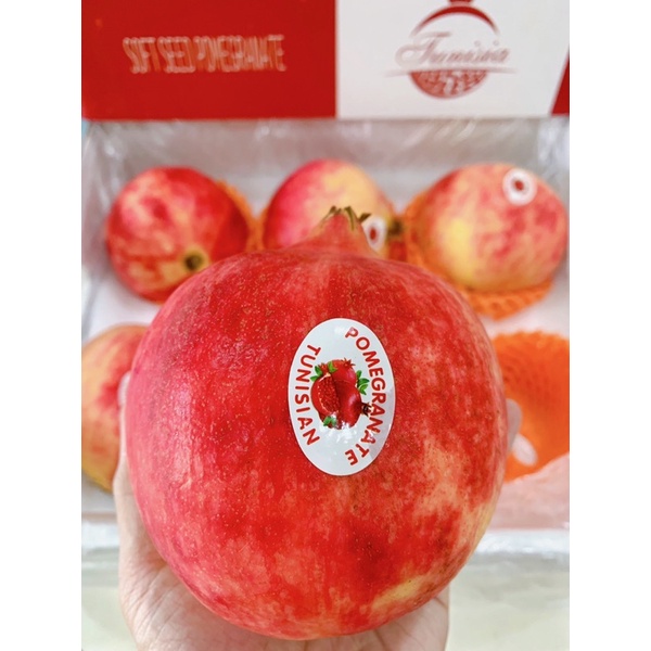 Lựu Thái, Tunisia size 6,7,8  - Hàng mới