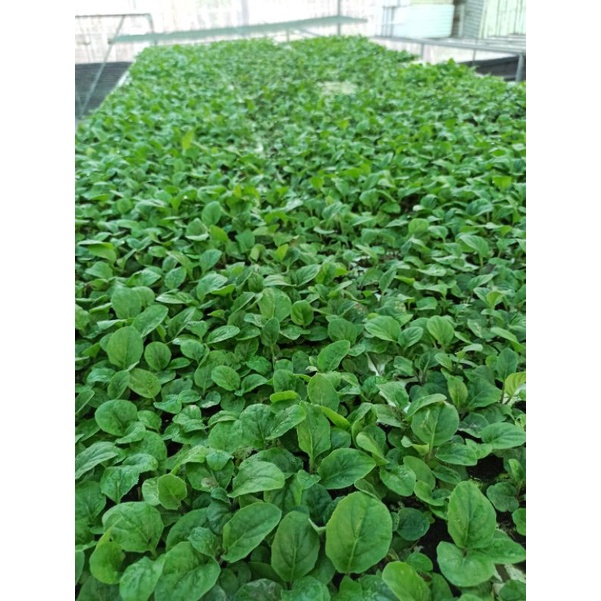 10 cây giống đồng tiền lùn siêu nụ