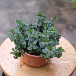 Cây Bạc Hà- Chocomint cây khỏe, dễ trồng dễ chăm
