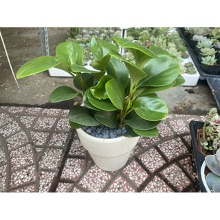 CÂY TRƯỜNG SINH - ĐỂ BÀN CỰC BỀN