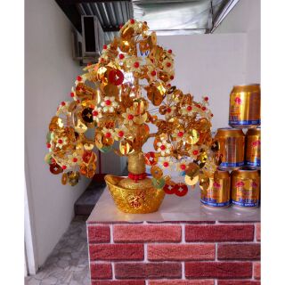 Cây đồng tiền hoa mai tứ quý