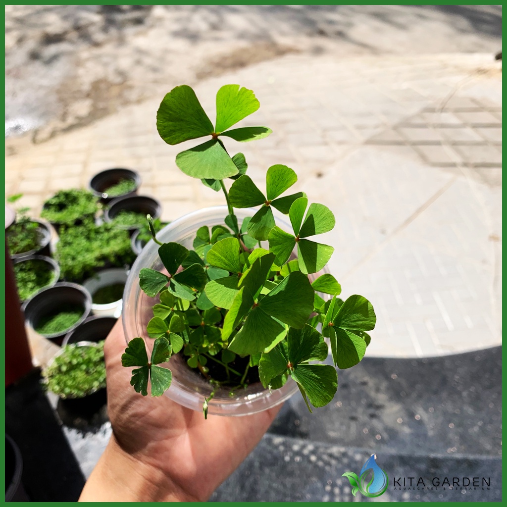 Cỏ Bợ 4 lá Thủy sinh | Cây thủy sinh trải nền
