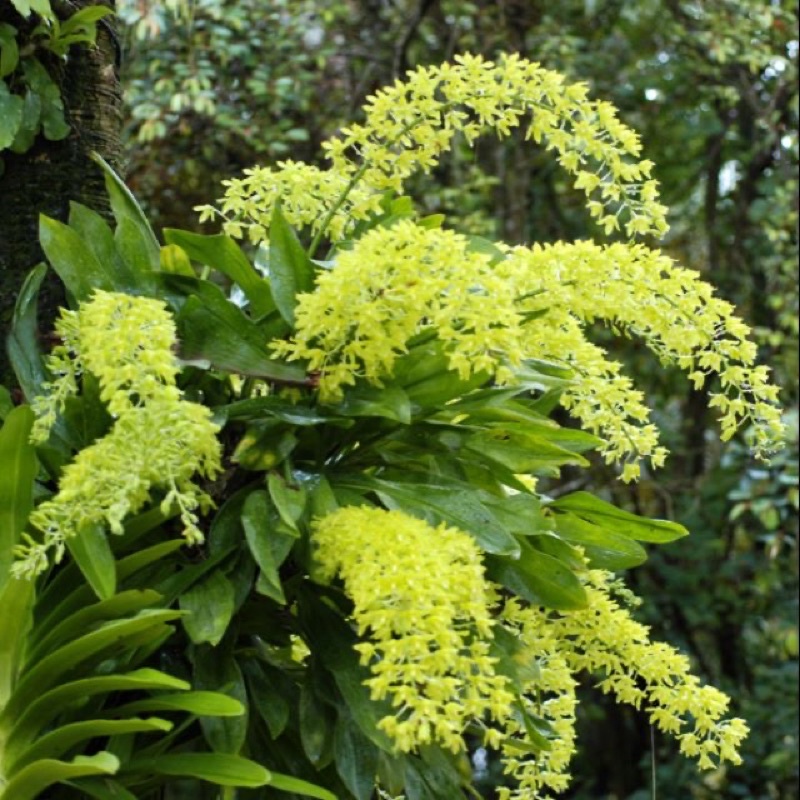 Hoa Lan Vũ nữ Hoàng Hậu sỉ 3k