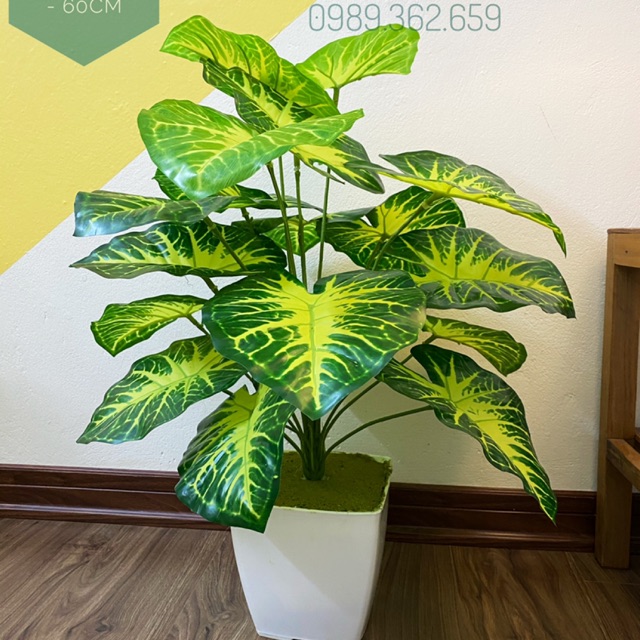 Cây môn quan âm 60cm