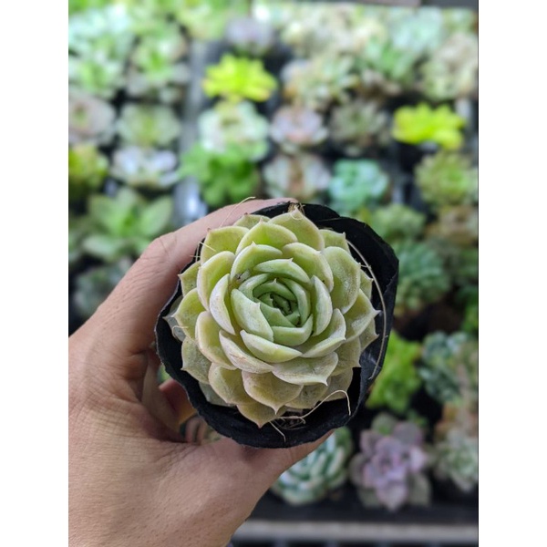 Sen đá ngọc bích size bầu - hư 1 đổi 1