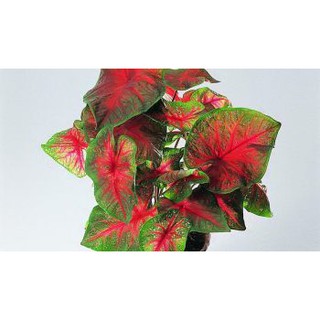 Cây cảnh môn đỏ trên  50k có quà tặng