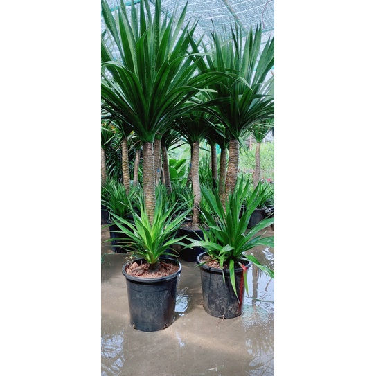 Cây Phát Tài Núi Hàng Đẹp