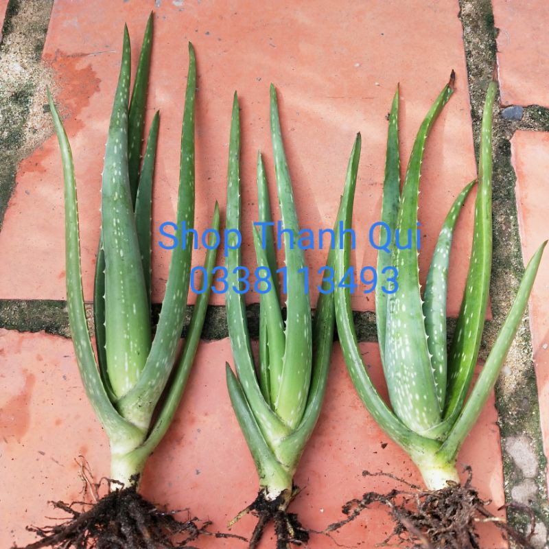 Cây Nha Đam Giống Mỹ