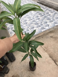 Cây Xoài Thái Tím