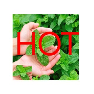 Tinh dầu bạc hà tự nhiên lọ 10ml