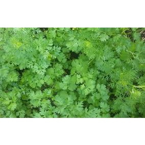 (Gói 200 hạt)Hạt giống rau mùi ( ngò rí )dễ trồng kháng bệnh tốt năng suất cao-Tổng kho hạt giống giá rẻ