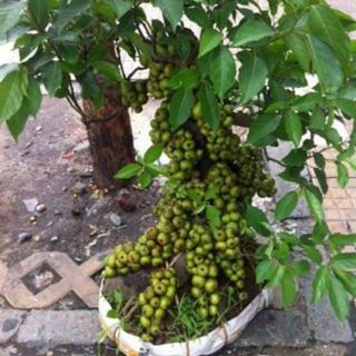 Cây 🌲 sung nếp đang trái