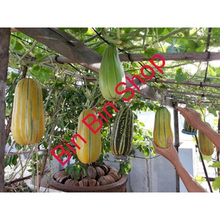HẠT GIỐNG DƯA BỞ THƠM QUẢ DÀI