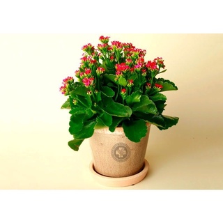 1 cây giống hoa sống đời đơn