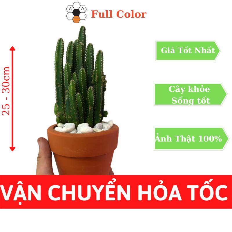 Cây Xương Rồng Thanh Sơn  - Cây cao 10 - 20cm, Cây trang trí văn phòng, dễ trồng