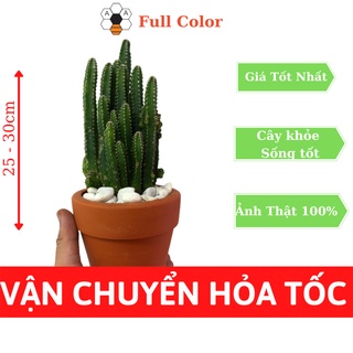 Cây xương rồng thanh sơn - cây cao 10 - 20cm, cây trang trí văn phòng, dễ trồng