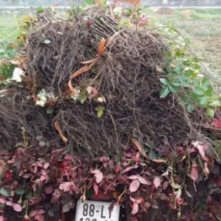 com bo 10 cây hồng rễ trần