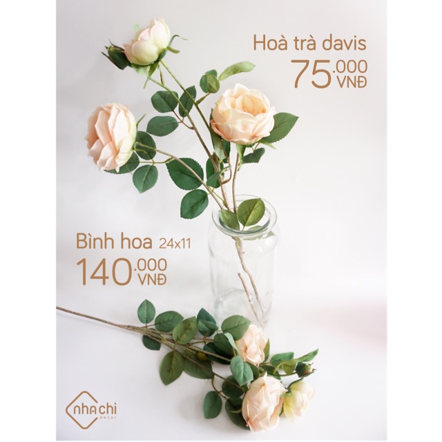 Hoa Trà Davis