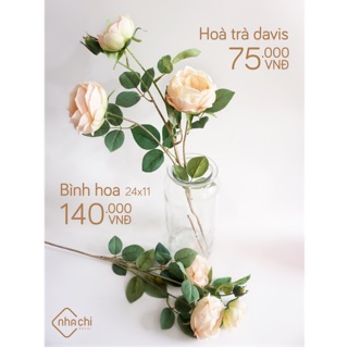 Hoa Trà Davis