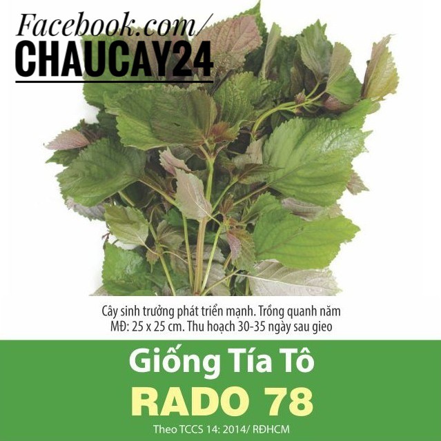 Rau Tía Tô (2.5gr) Hạt Giống Dễ Trồng, Thơm Ngon