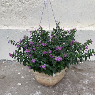 Cây hoa cẩm tú mai trồng chậu treo bán kính 30cm, xum xuê nhánh lá, nở hoa rực rỡ quanh năm, trồng ban công và sân vườn