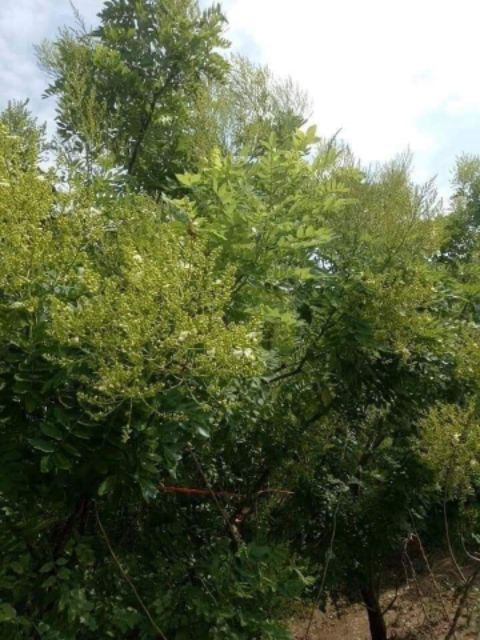 1kg Hoa hòe sao khô chữa huyết áp cao, mát gan