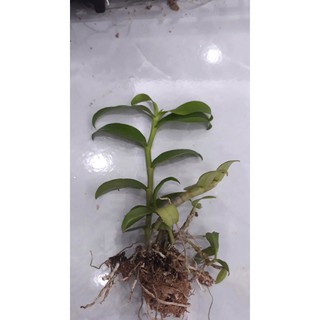 Hoa phong lan phi điệp trắng+ 700g phân thỏ hữu cơ