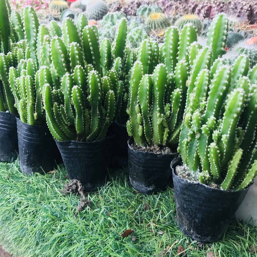 Xương Rồng Thanh Sơn Bụi To, Chưa kèm Chậu