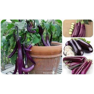 Hạt Giống Cà Tím Dài F1