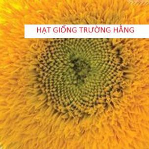 Gói 30 HẠT GIỐNG HOA HƯỚNG DƯƠNG LÙN KÉP HƯỚNG DƯƠNG XÙ