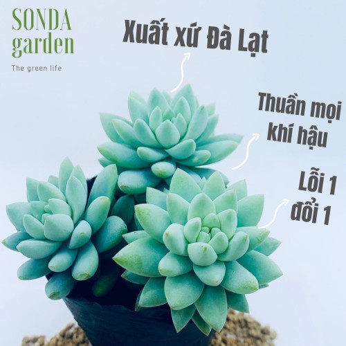 Sen đá chuỗi ngọc đứng lam SONDA GARDEN size bé 5-8cm, xuất xứ Đà Lạt, khoẻ đẹp, lỗi 1 đổi 1