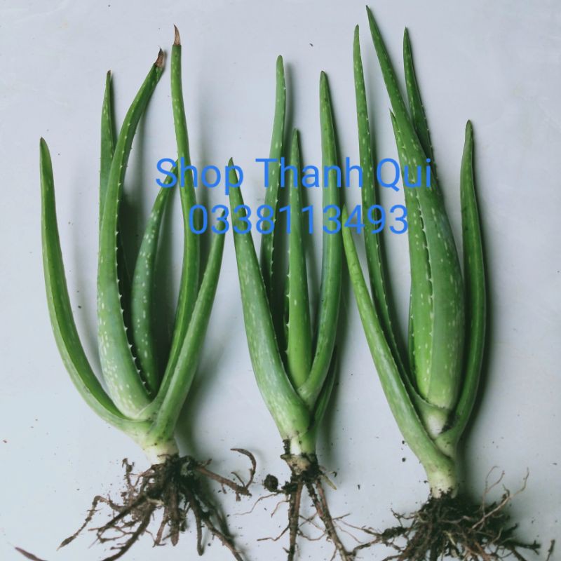 Cây Nha Đam Giống Mỹ