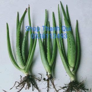 Cây Nha Đam Giống Mỹ