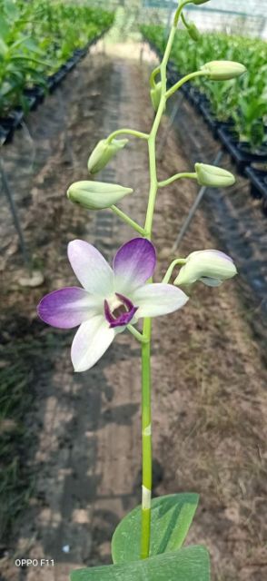 Hoa lan denro màu trắng tím