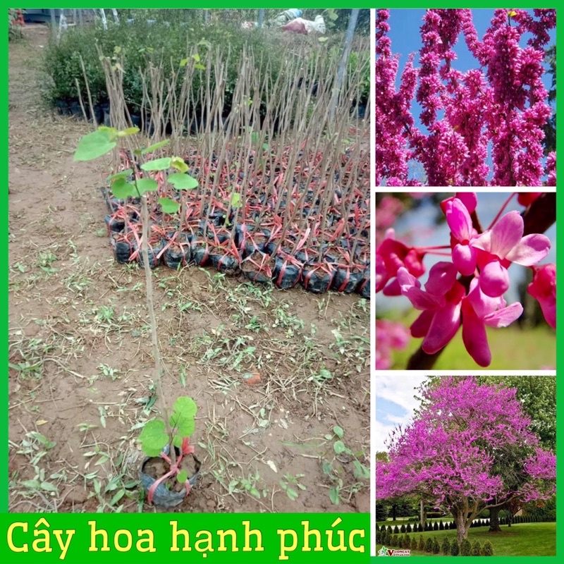 Cây hoa hạnh phúc giâm cành đã ra nhiều mầm lá (ảnh thật hình cuối)